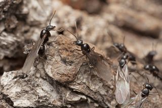 Male ants with wings, on the prowl.