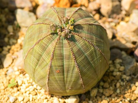 Baseball Euphorbia Plant