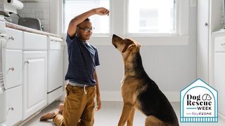 boy training a rescue dog in the kitchen