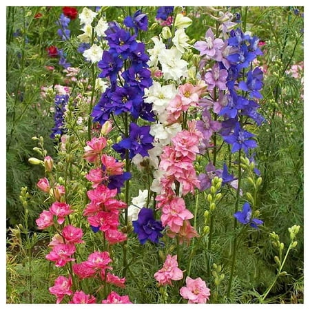 Everwilde Farms 500 Imperial Mixed Rocket Larkspur Flower Seeds, Resealable Mylar Packaging