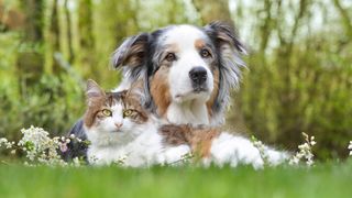 Australian Shepherd and cat lying outside together