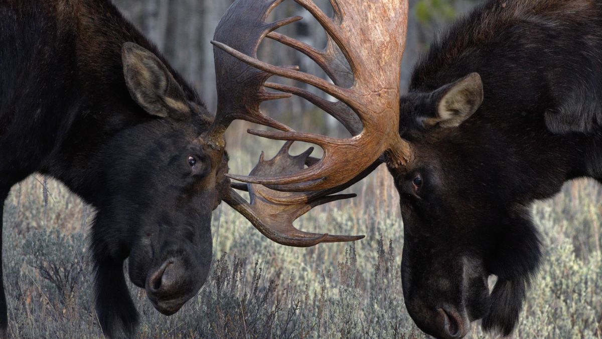 Pair of bull moose sparring