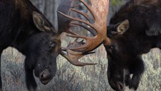 Pair of bull moose sparring