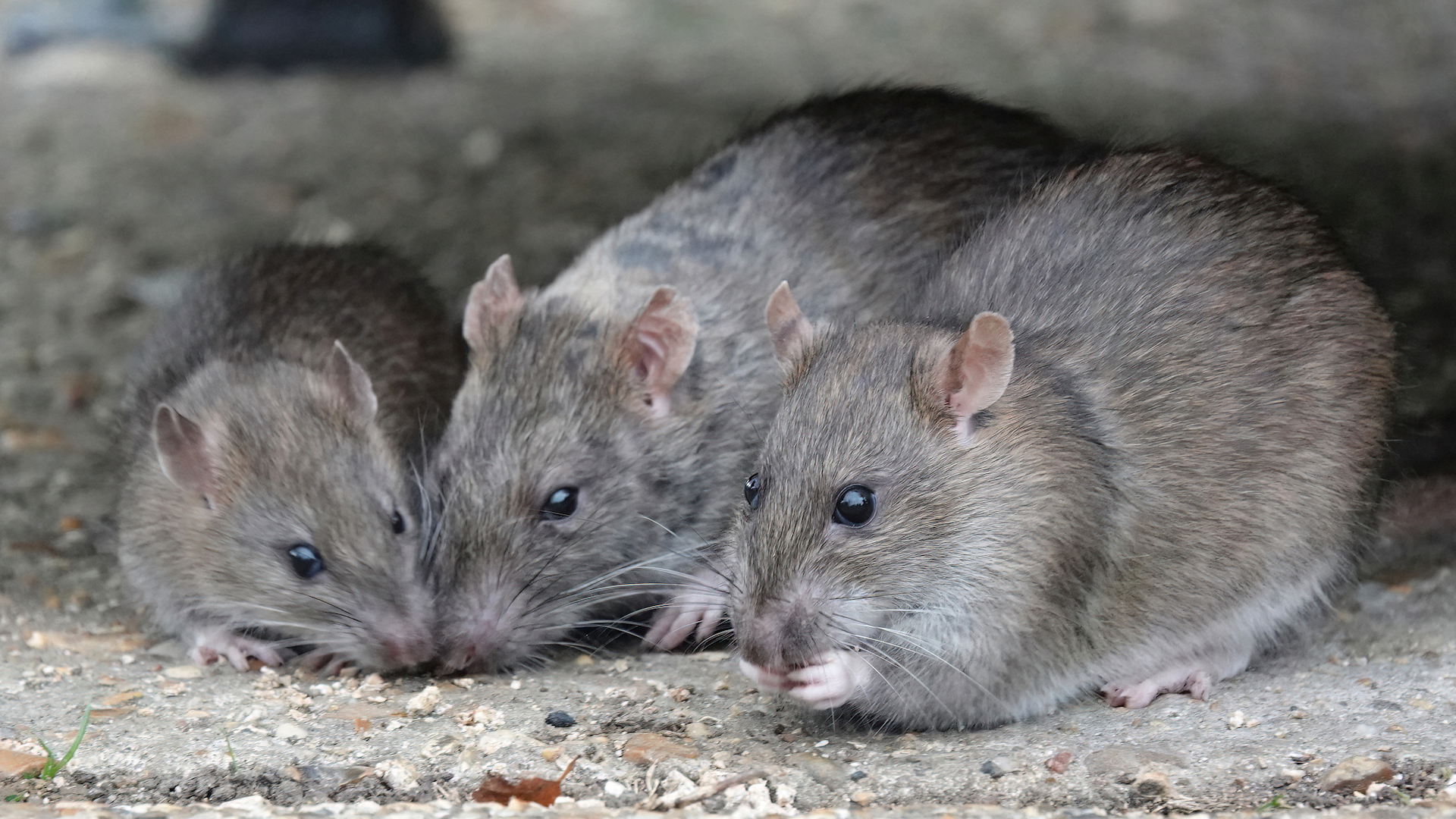 A photograph of a small group of rats eating scraps of food in a park