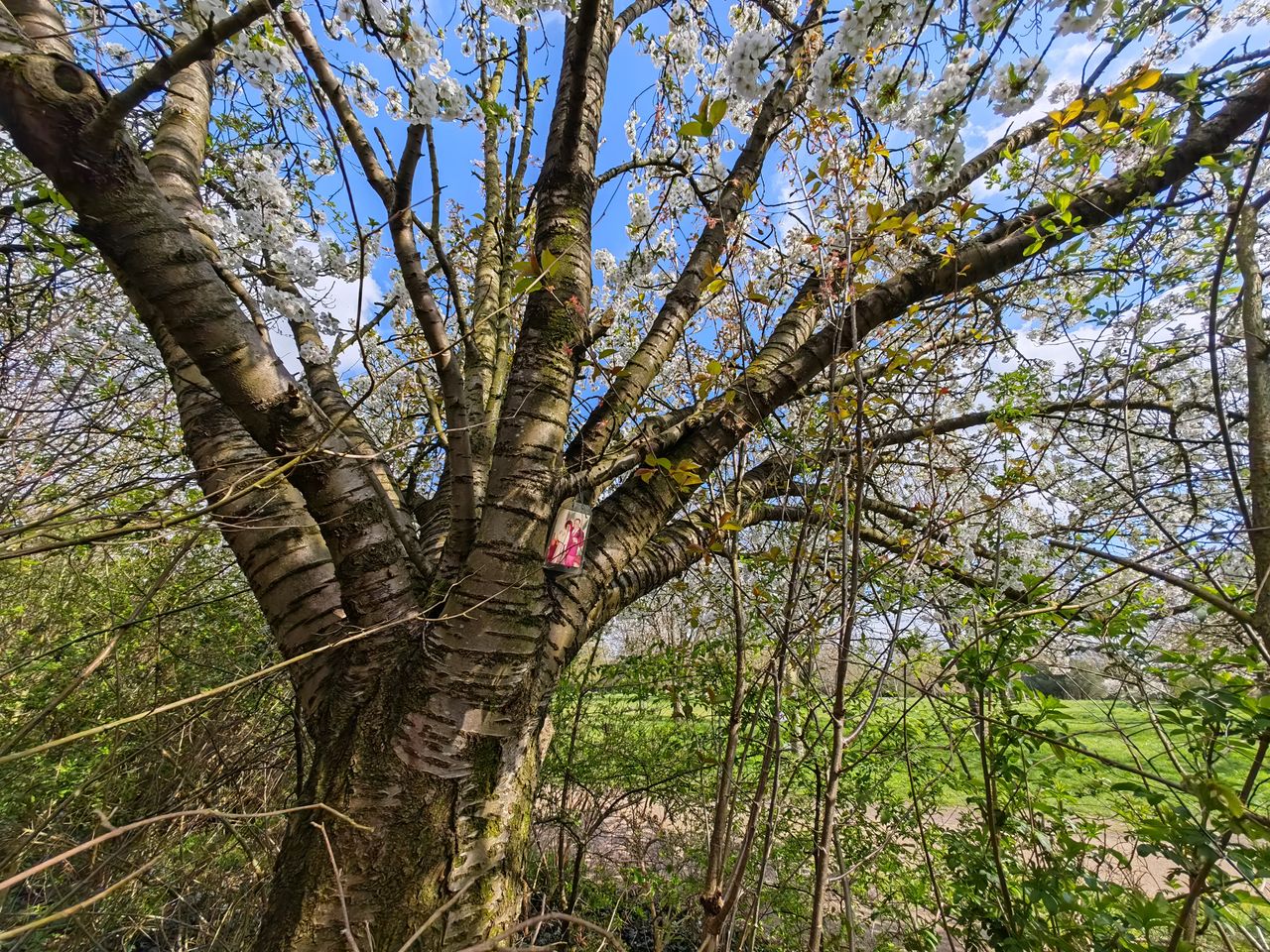A photo captured on the Honor Magic 5 Pro