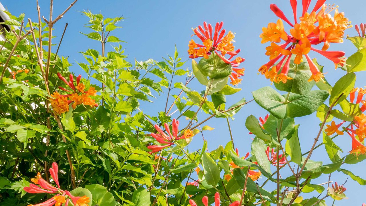 types of honeysuckle: Lonicera brownii &#039;Dropmore Scarlet&#039;