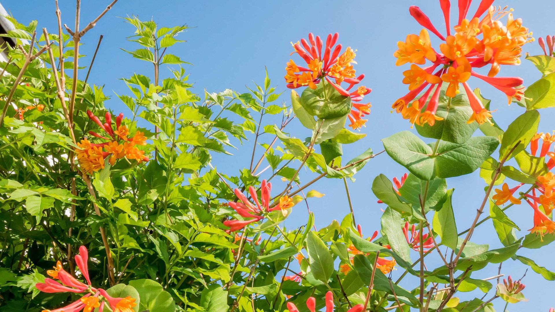 Types of honeysuckle 10 beautiful varieties for your garden Gardeningetc
