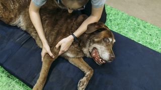 a large-breed senior dog has their joints worked on by a massage therapist