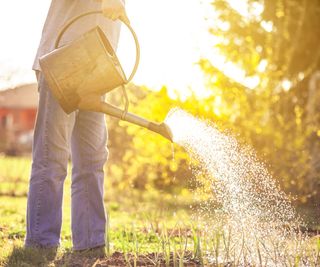 man watering garden in the afternoon