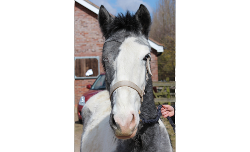 Horse-after-credit-RSPCA.jpg