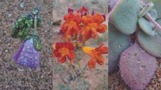 Three panels showing different desert flower blooms with dew drops on the petals