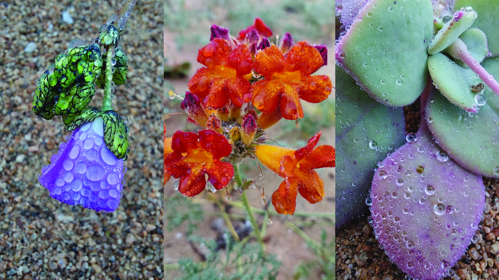 See stunning photos of the Atacama Desert — the driest on Earth — blooming in winter for 1st time in a decade