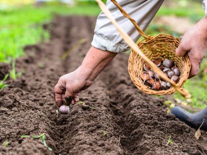 Gardener Planting Rows Of Bulbs In The Garden