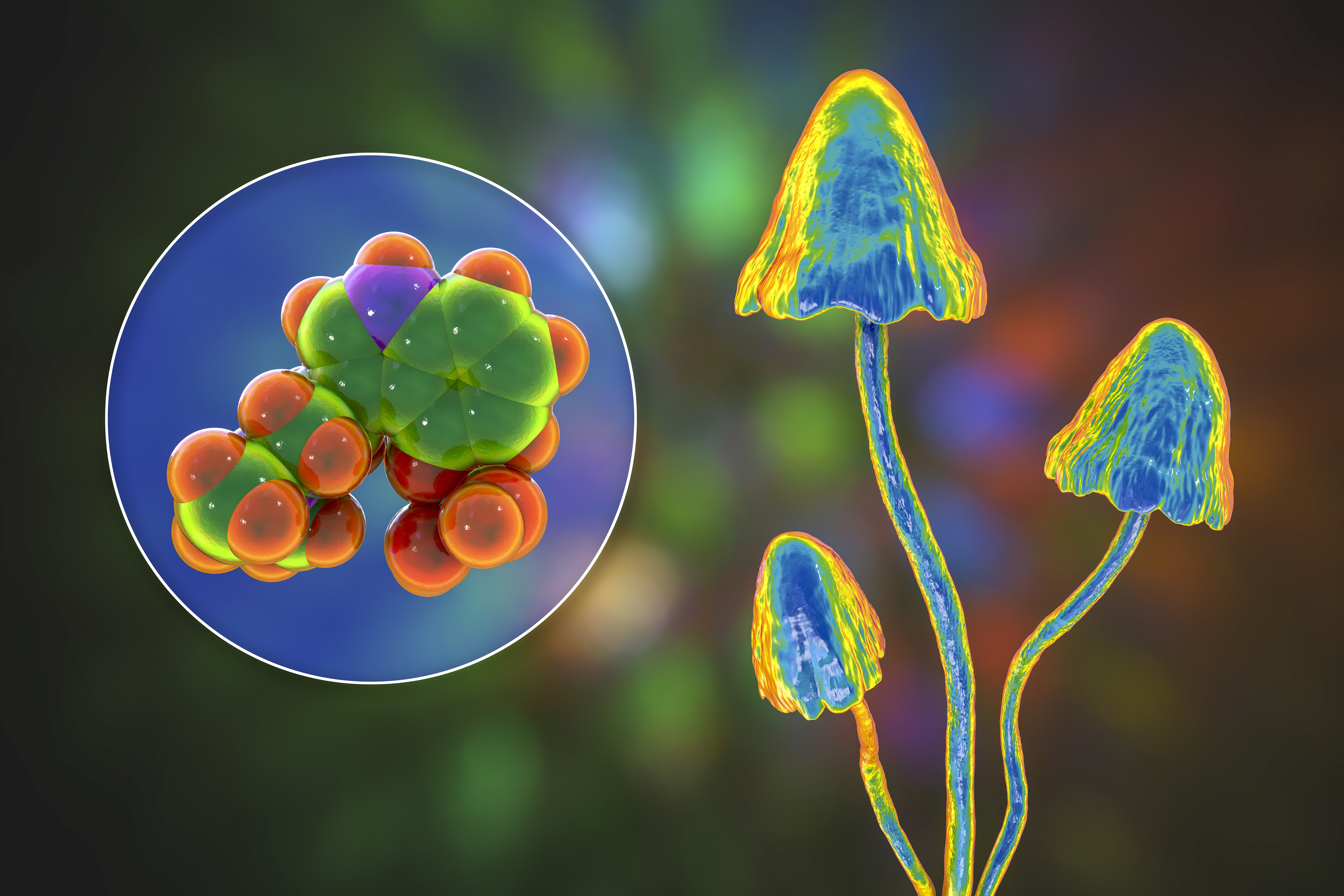 Psilocybin mushrooms and molecule, computer illustration.