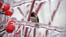 Anna's hummingbird perching on a frozen branch in winter