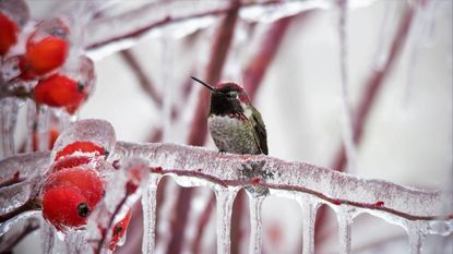 Anna&#039;s hummingbird perching on a frozen branch in winter