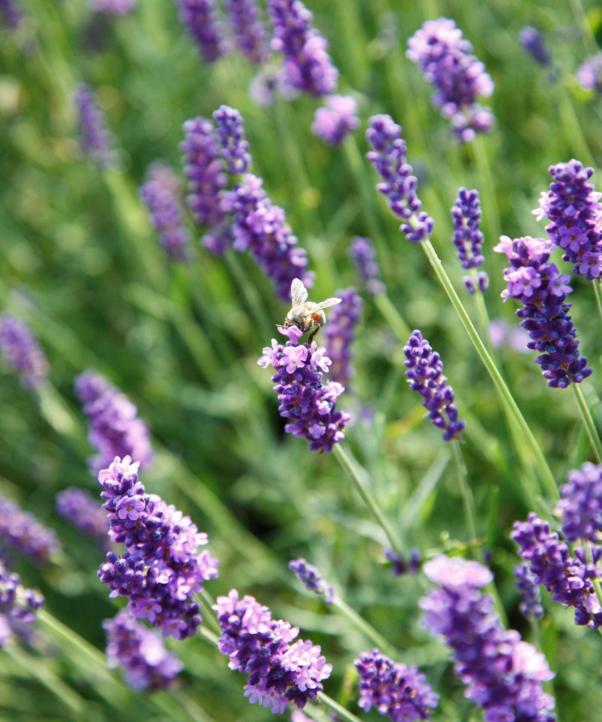 Close up of purple lavender plants