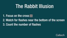 rabbit_illusion.jpg