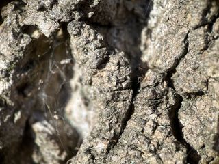 A photo of tree bark taken using a ShiftCam LensUltra 75mm macro