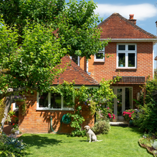 Blonde labrador sat on a sunny lawn next to a large tree.
