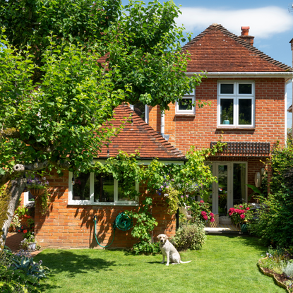 Blonde labrador sat on a sunny lawn next to a large tree.