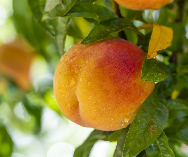 How to get a peach tree to fruit: 3 expert methods | Homes and Gardens
