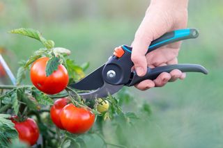 A hand holds pruning shears by a tomato plant