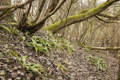 Woodlandt at Dan Pearsons' garden