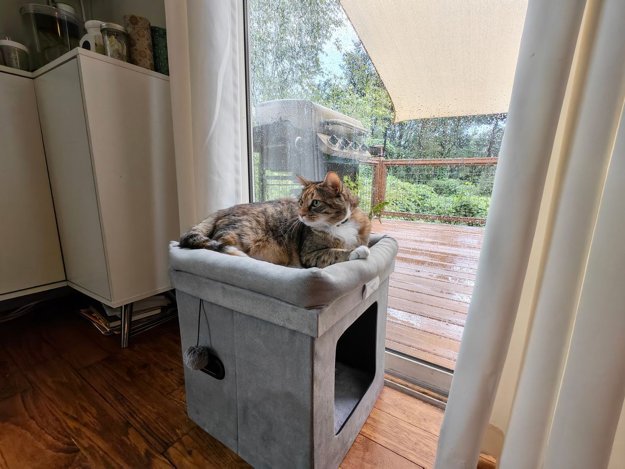 Photo samples of a cat taken from the Honor Magic V6's ultrawide camera