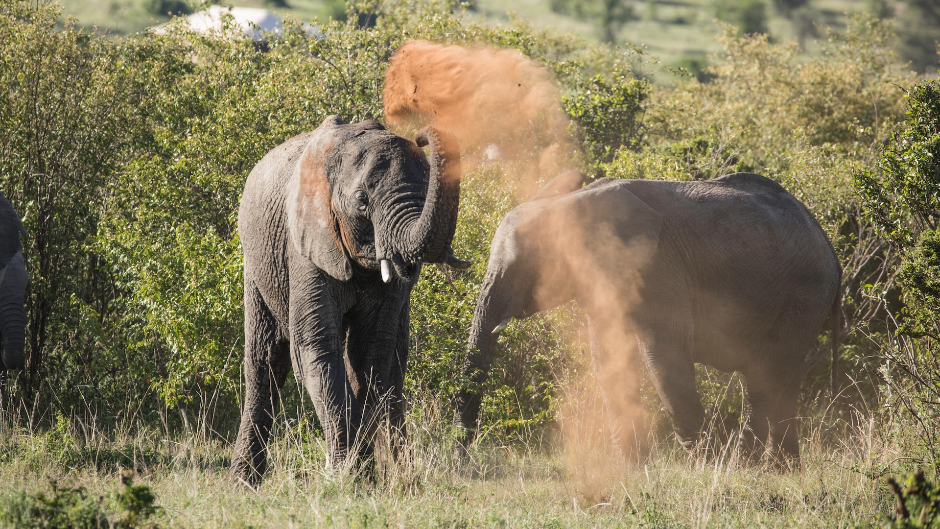 Elephants taking dust bath