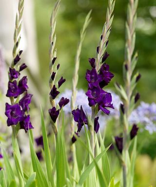 purple gladioli