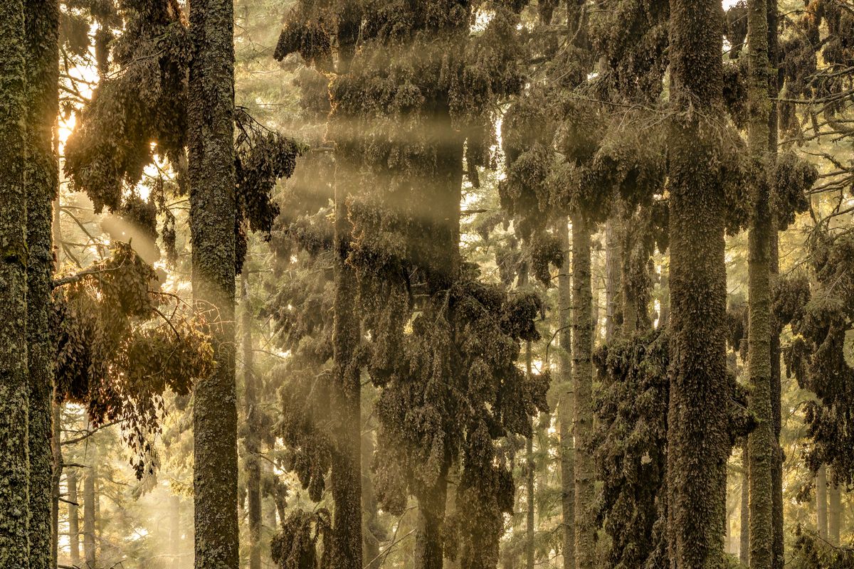 Fir trees laden with monarch butterflies 