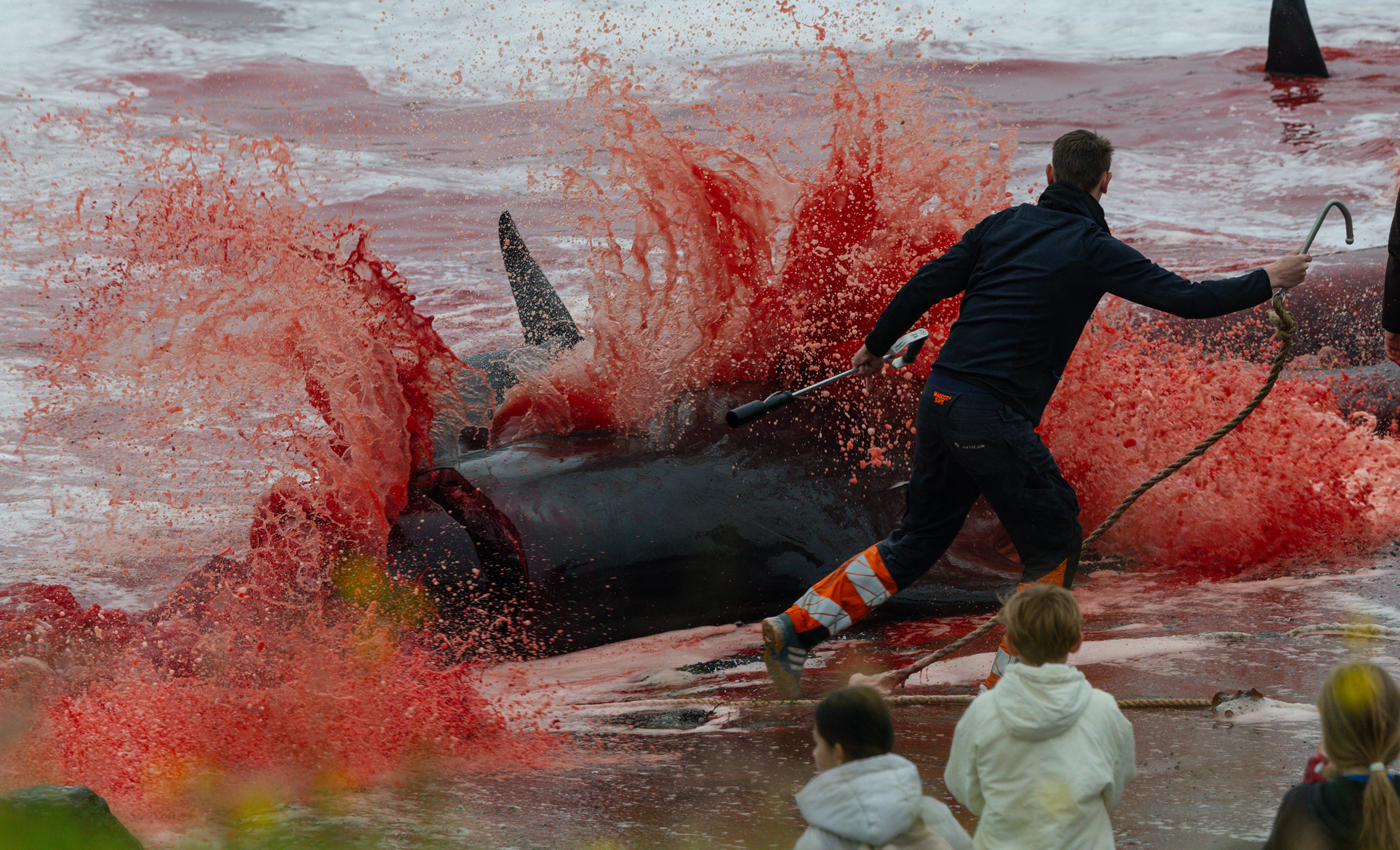 A man in dark clothing splashes through red-tinted water beside a black bull, while children watch the dramatic outdoor spectacle