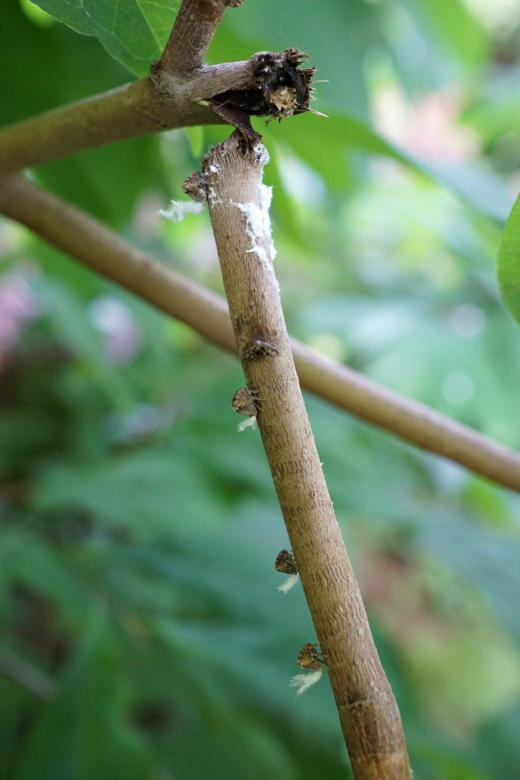 broken pawpaw