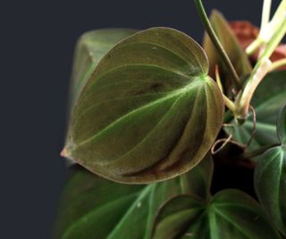 close-up of philodendron micans leaf