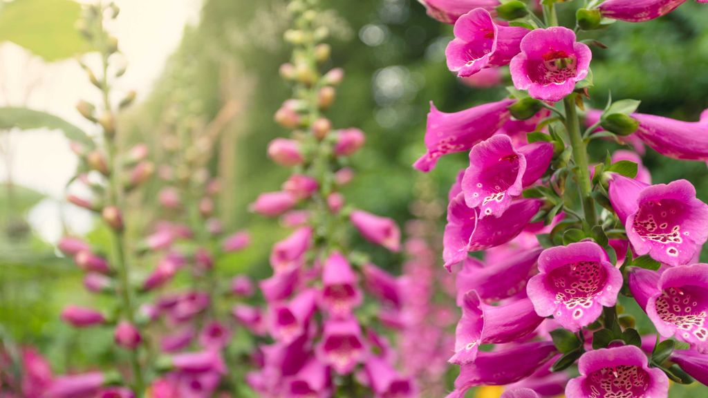 How to deadhead foxgloves neaten up your flower beds Gardeningetc
