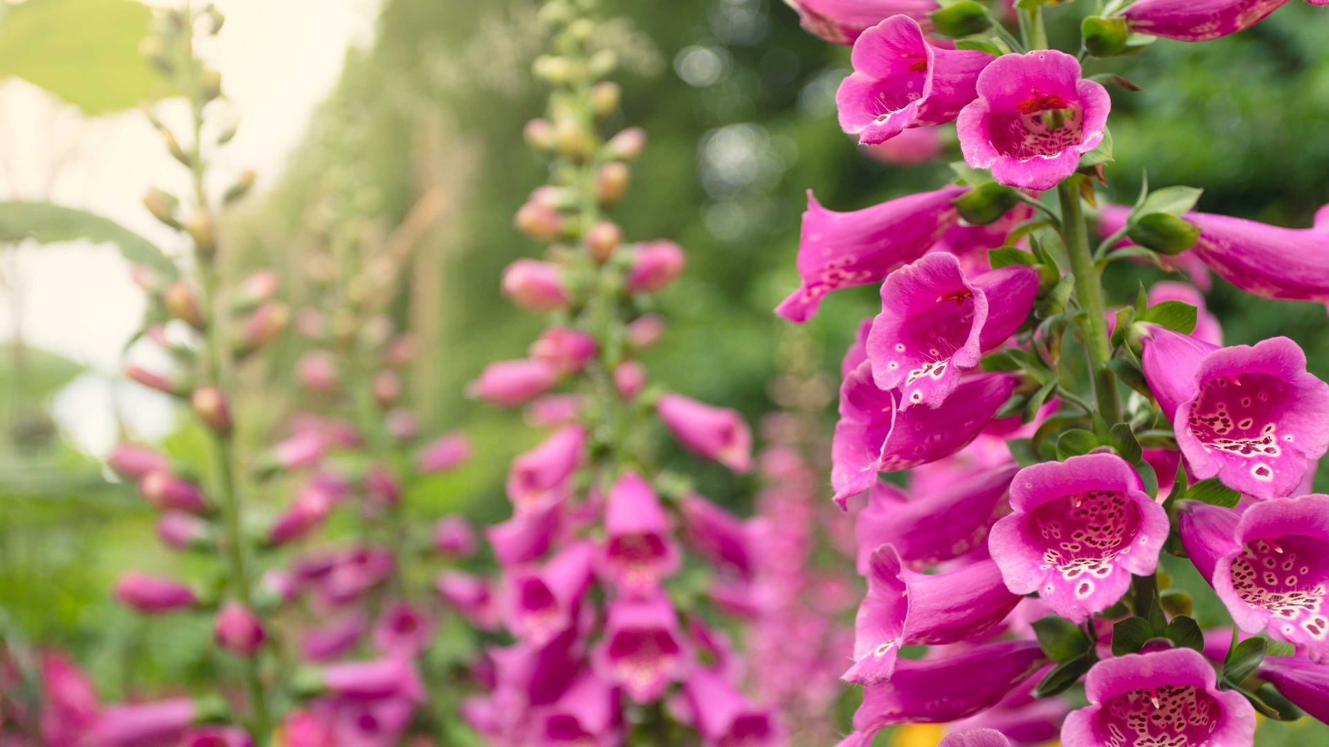 How to deadhead foxgloves neaten up your flower beds Gardeningetc