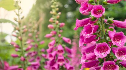 foxgloves