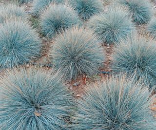 blue fescue grass growing in back yard