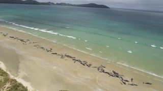 An aerial view of the stranded pilot whales. It's not that unusual for pilot whales to strand in such large numbers.