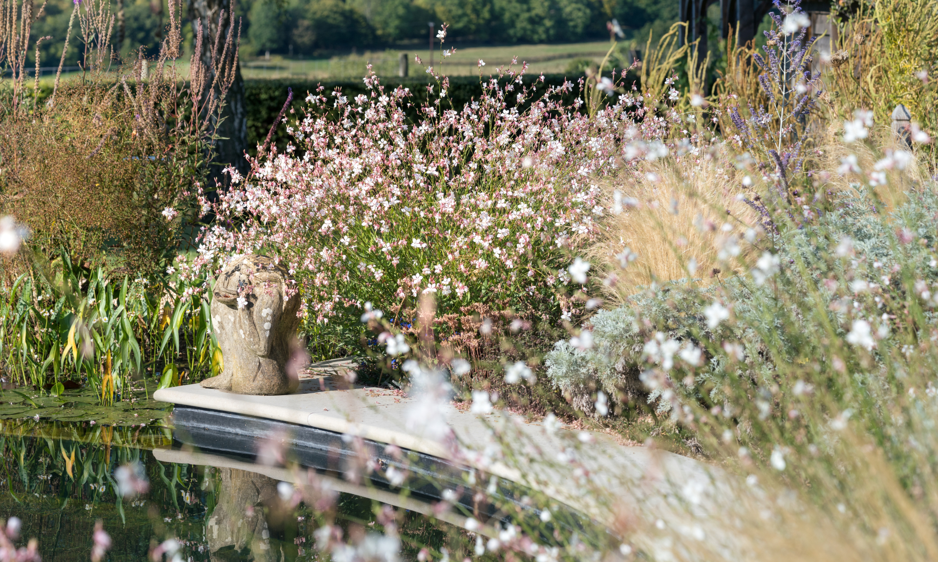Flowering gaura in pale pink around the edge of a natural pond