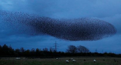 Starlings.