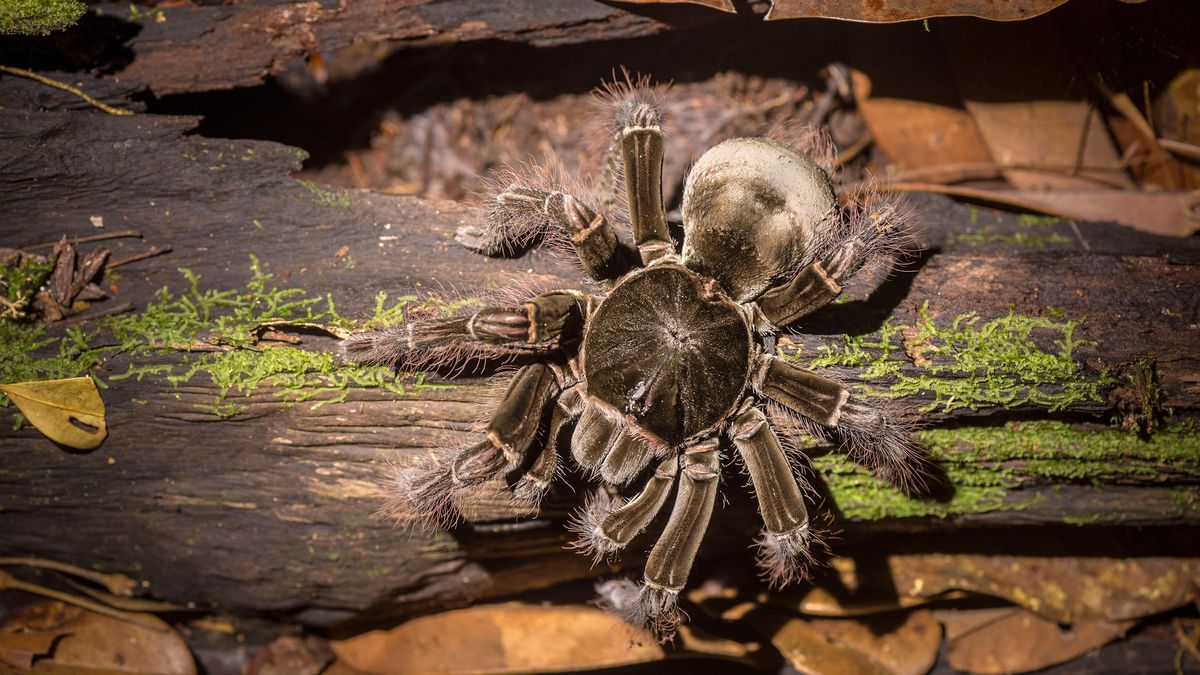 The Goliath birdeater, shown here near French Guiana, is the largest-known spider by mass.