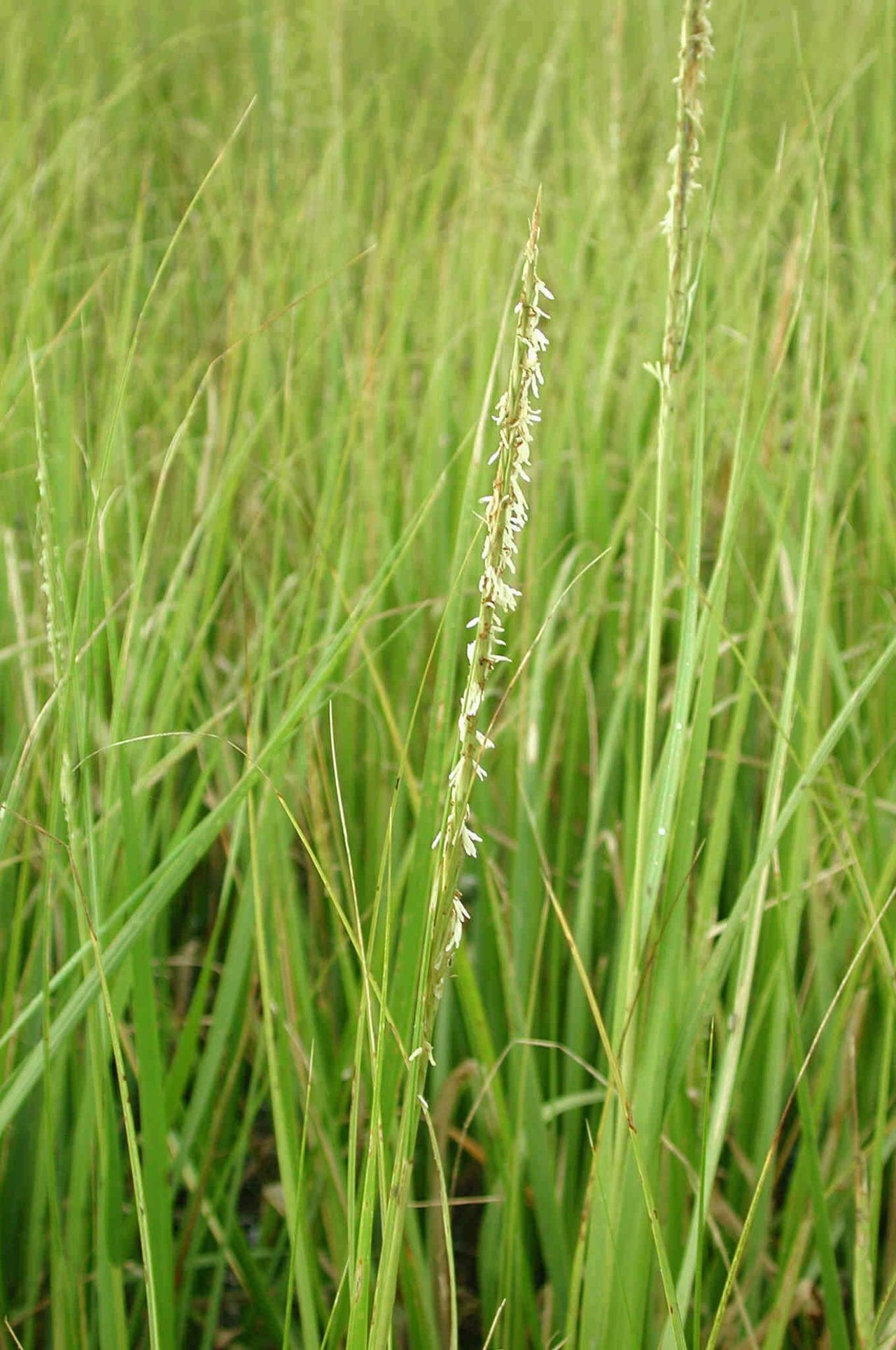 Green Smooth Cordgrass