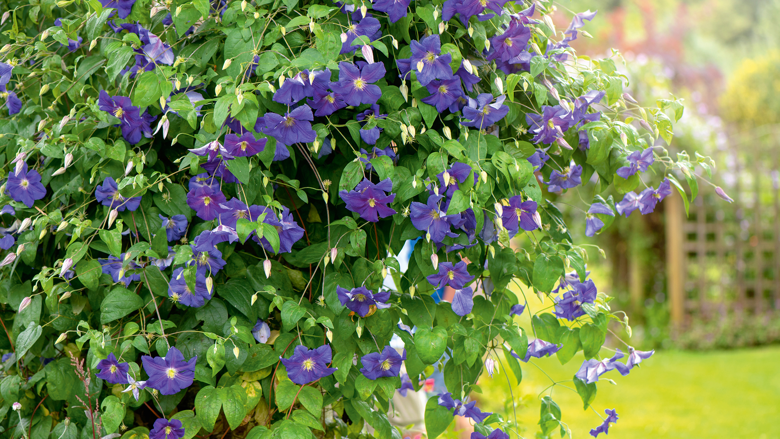 purple clematis in June in the garden