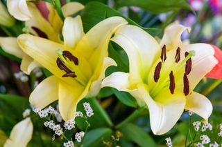 How to grow lilies: yellow lily