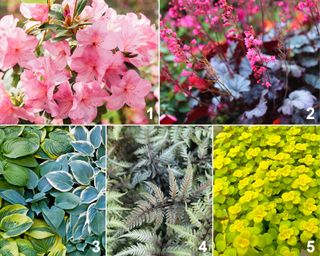 Planting palette for shade gardens featuring azalea, hosta, coral bells, Japanese painted fern, and yellow creeping Jenny