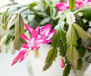 pink Thanksgiving cactus flowers