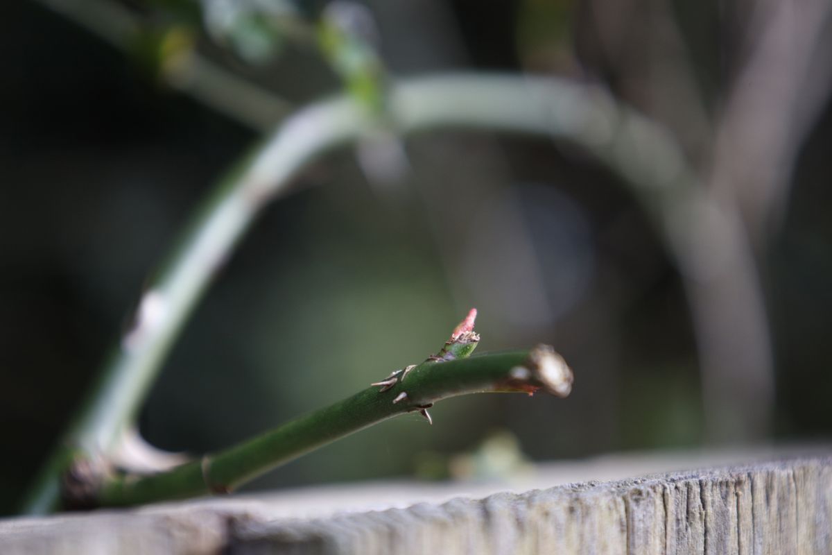Canon RF 24-105 f/4-7.1 IS STM with Canon EOS R (105mm, 1/125, f/7.1, ISO800)