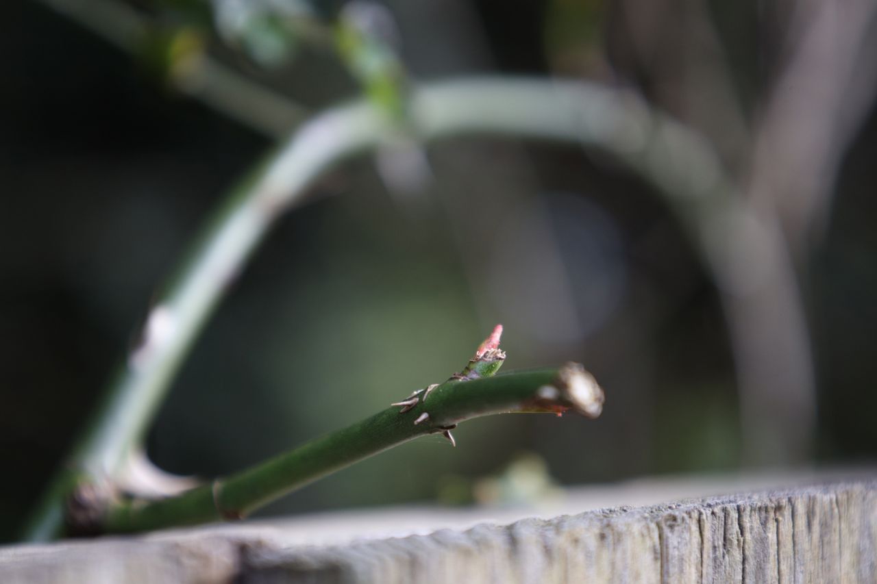 Canon RF 24-105 f/4-7.1 IS STM with Canon EOS R (105mm, 1/125, f/7.1, ISO800)